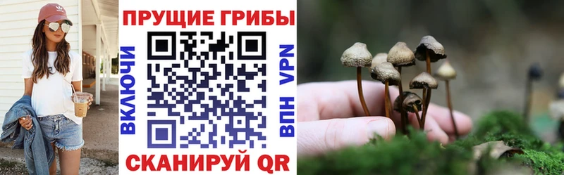 Псилоцибиновые грибы Psilocybe  Купить где  Новозыбков 